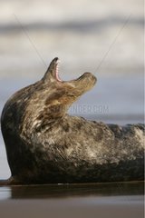 Junge Erwachsene von Grey Seal am Strand GroÃŸbritannien Frankreich