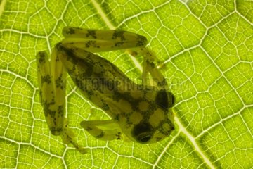 Glass frog sits atop a large leaf - Costa Rica
