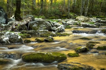 Sunset reflected a golden color in smoky mountain creek -USA