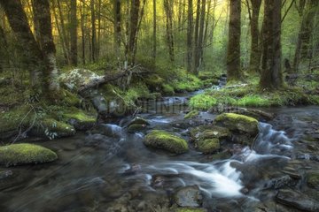 Creek flows through the forest - USA
