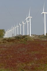 Wind farm in Port-Saint-Louis-du-Rhone