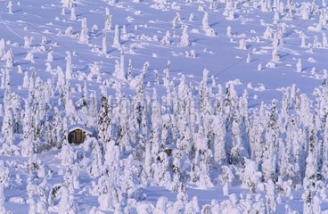 Country Cottage umgeben von Bäumen schneebedeckter Pn Risisitunuturi Finnland [at]