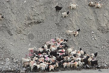 Herd of goats down a mountain Zanskar India