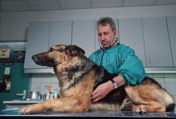 Tierarzt untersucht einen Deutschen Schäferhund