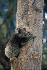 Koala climbing along a trunk Australia