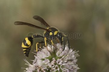 Potter Wasp gathering nectar France