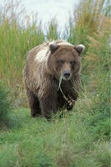 Grizzli marchant en mâchonnant de l'herbe Alaska USA