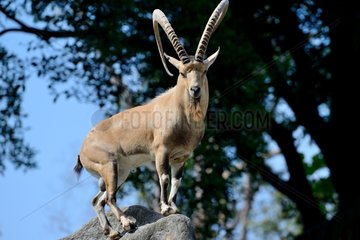 Nubian ibex on rock