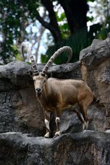 Nubian ibex on rock