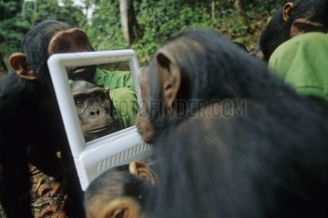 Female Chimpanzee in front of mirror Sanctuary of Bakou [AT]