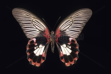 Scarlet Mormon butterfly Butterfly Philippines
