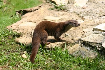 Otter auf einem Frankreich -Stein