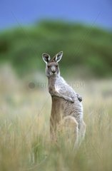 Kangourou gris de l'Est mâle Victoria Australie