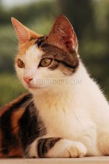 Porträt einer Tricolor -Gutter -Katze