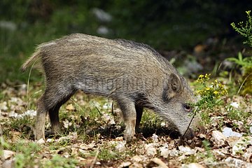 Close-up of a young wild boar France