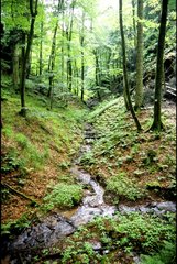 Moor nach einem flieÃŸenden Bach im Wald Frankreich