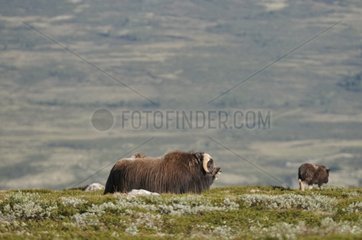 Gruppe von Muskoxen  die auf dem Tundra Dovrefjell NP Norwegen weiden