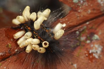 Caterpillar parasitized by larvae of wasps Alto Mayo Peru