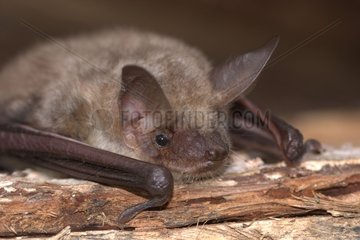 Portrait of a Mouse-eared bat on the wood