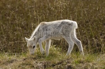Young Caribou grazing in North Cape in Northern Norway