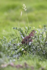 Wilder Kaninchen im Unterholz Frankreich versteckt