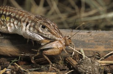 Lizard eating its prey in terrarium