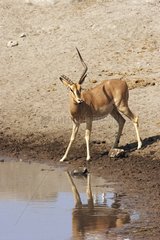Impala Schwarzgesicht mit einem gebrochenen Horn überraschte Etosha