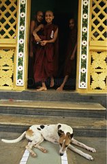 Dog lying at the entrance of a buddhist temple Myanmar
