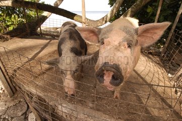Porträt von Schweinen in ihrem Gehege in der Nähe des Tuvalu -Meeres