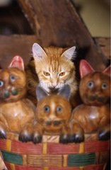 Katze scheinen Holzkatzen Frankreich zu beobachten