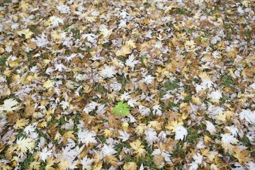 Dead leaves in automn France