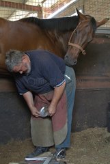 Shoeing marechal for race horse South Australia