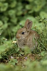 Junger wilder Kaninchen Frankreich