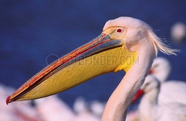 Porträt eines großen weißen Pelikans