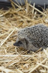 Hedgehog walking in straw