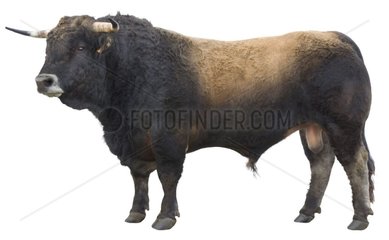 Aubrac bull seen of profile on a white zone France