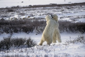 Confrontation of male Polar bears State of Manitoba Canada