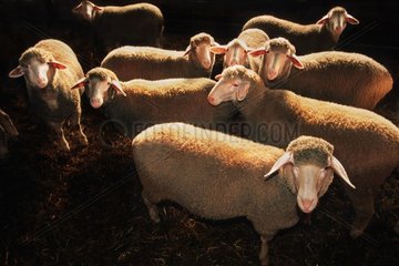 Herde in Schäferhaut in Sheepfold getroffen