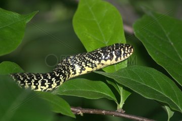 Portrait of Western whip snake in the foliage
