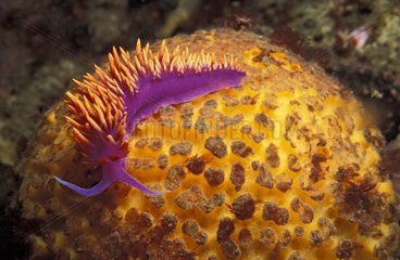 Spanish Shawl Nudibranch crawling over a Puffball Sponge