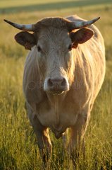 Limousine Kuh beobachtet in einer Meadow -Normandie Frankreich