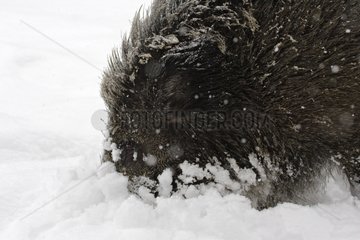 Wild boar on snow Schleswig-Holstein Germany