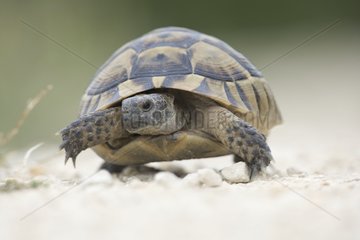 Spur thighed tortoise moving on a dry ground Bulgaria