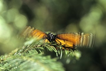 Butterfly Monarch on branch of conifer Mexico