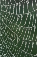 Spider web and dew Haute-Loire France