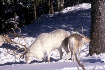 Caribous seeking for food in snow France