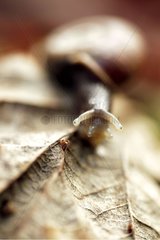Close-up on a snail on a dead leaf in undergrowth