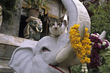 Cat lying down on an elephant statue Bangkok Thailand