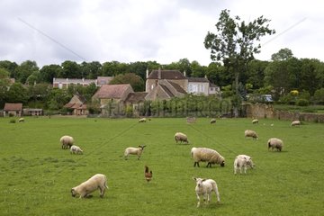 Schafe  die mit einer Hen -Bourgogne Frankreich weiden