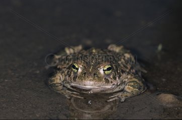 Natterjack toad in the water